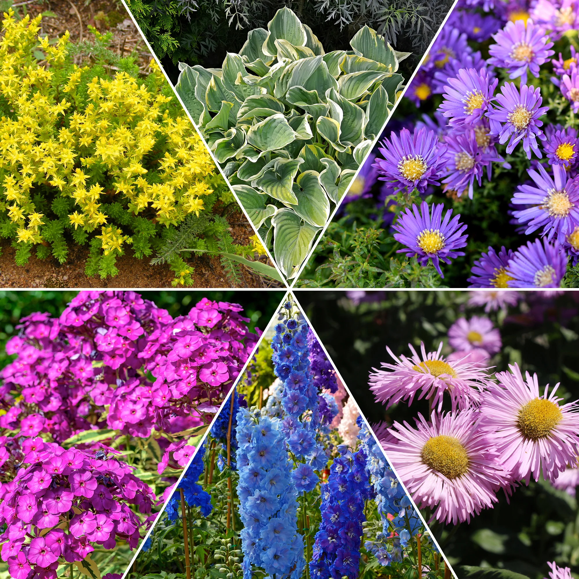 Collection variée de 12 plantes vivaces  - 2 m² - Image 2