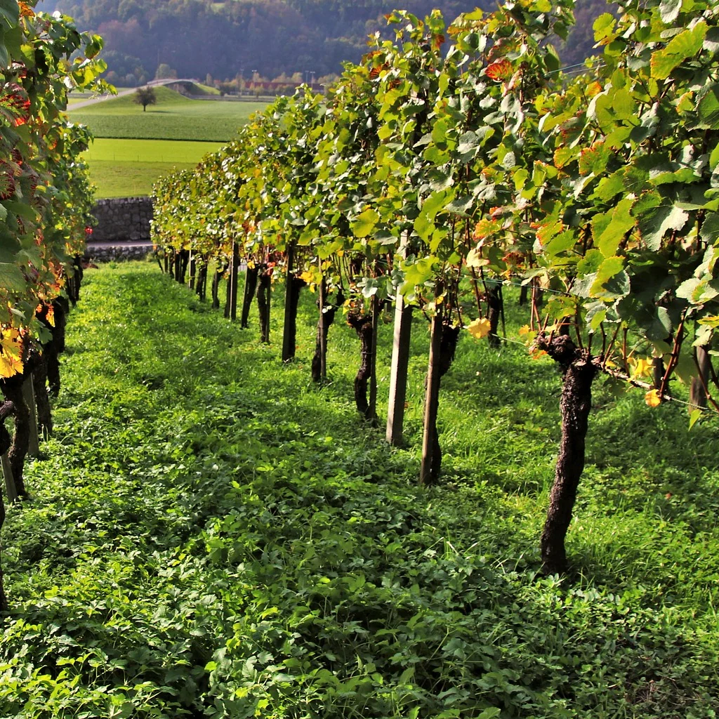 Collection Viticoles : Vitis Vinifera, Pinot Merlot, Chardonnay