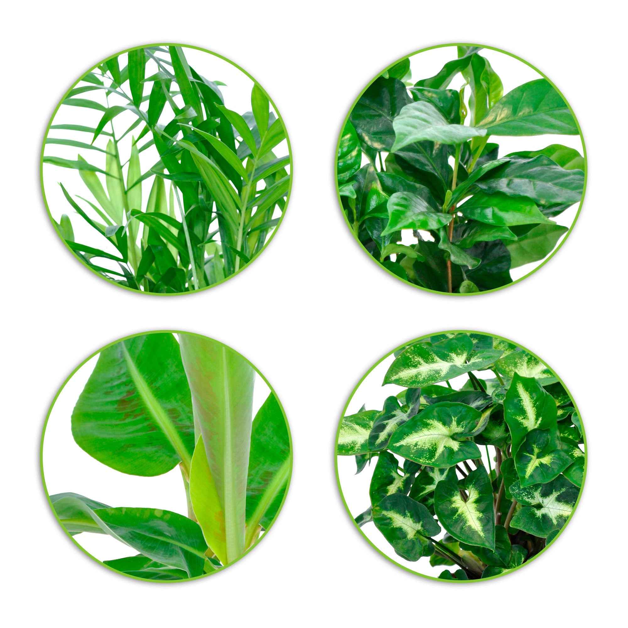 Plantes d'intérieur tropicales et ses cache-pots gris ELHO - Image 3