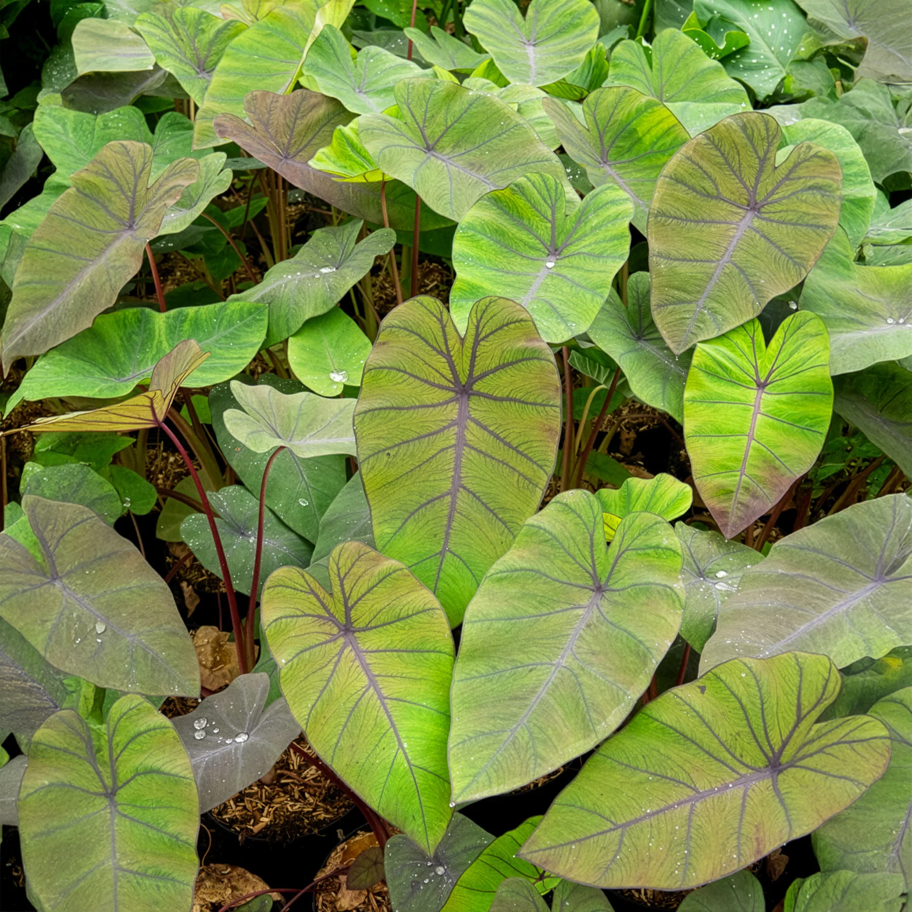 Colocasia Madeira - Oreille d'éléphant - Image 3