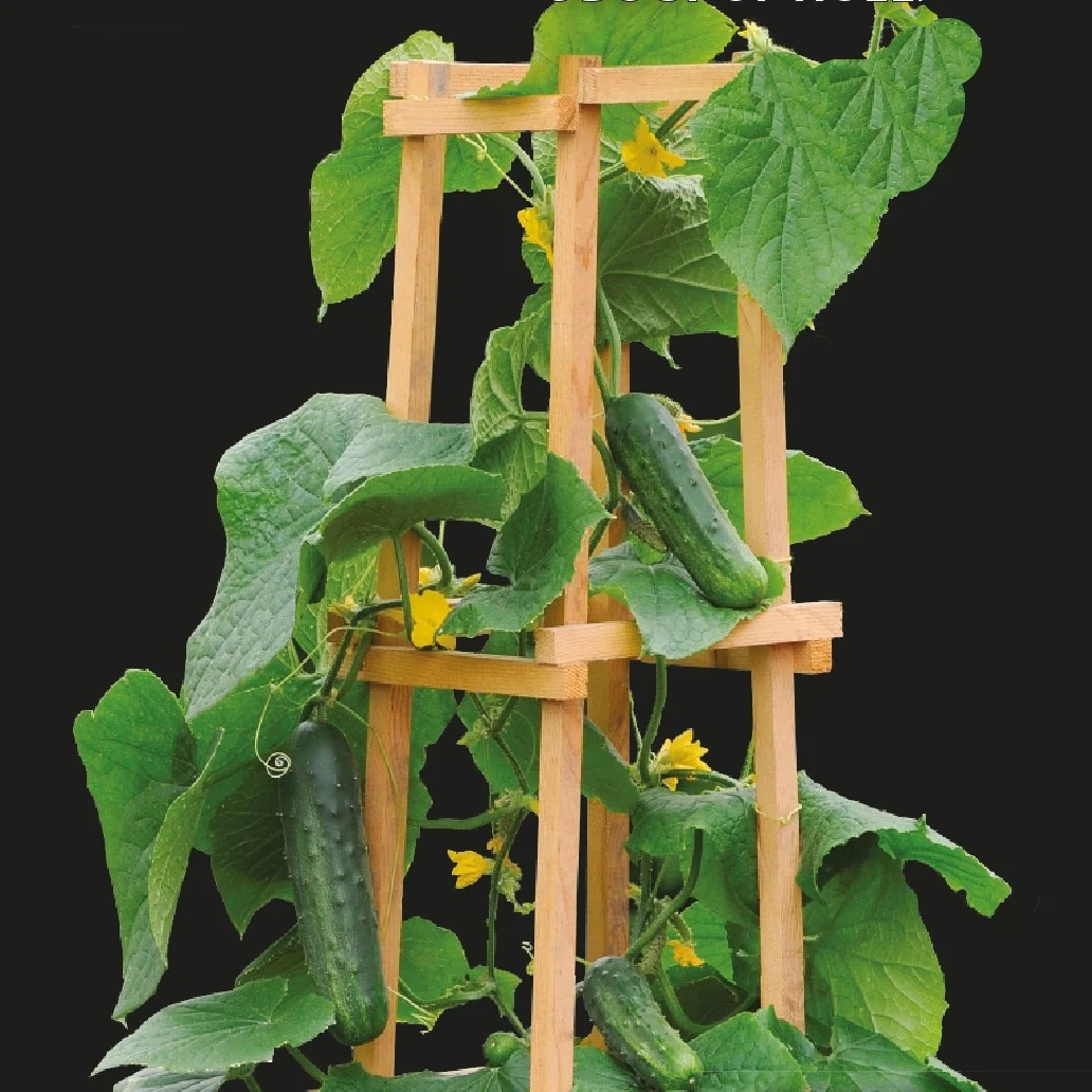 Concombre pour pot Patio Snacker F1