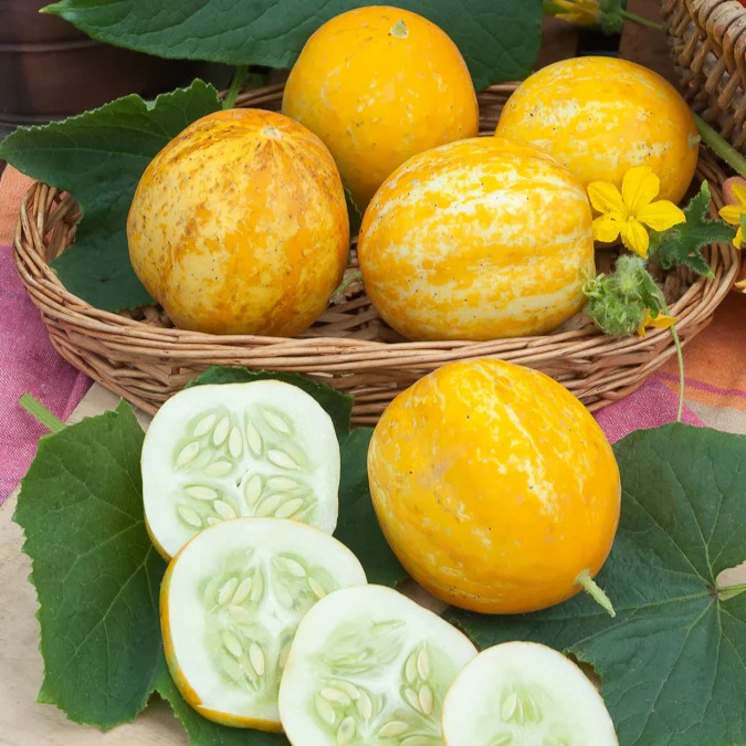 Concombre rond Lemon - Image 2