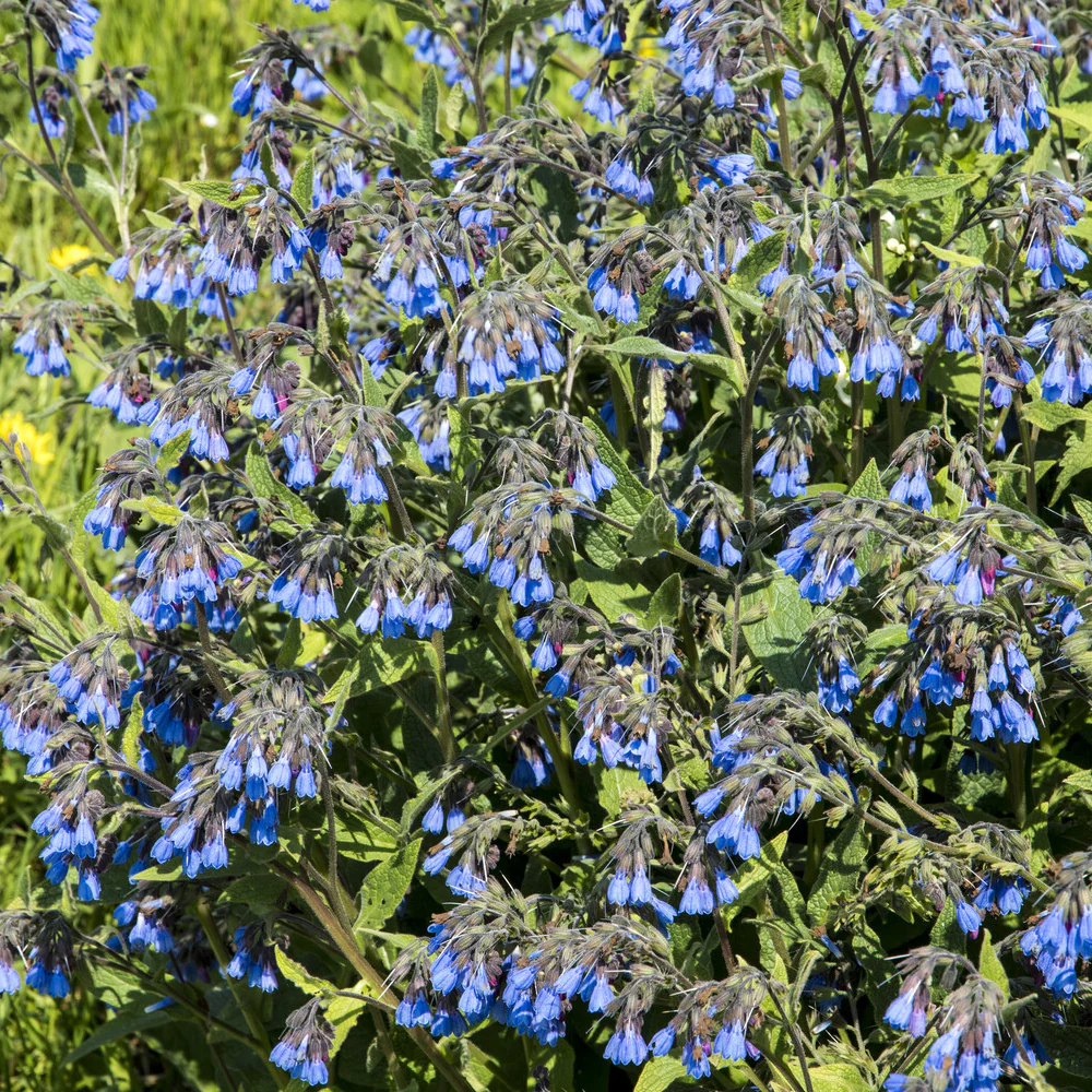 Consoude bleue - Image 2