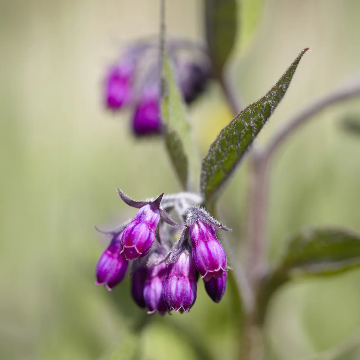 Consoude officinale - Image 3