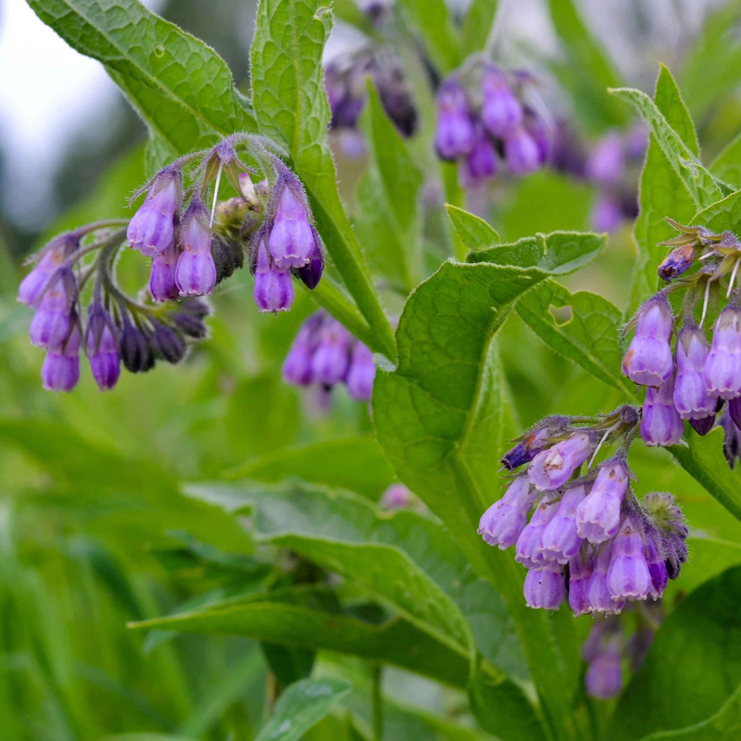 Consoude officinale Purpureum