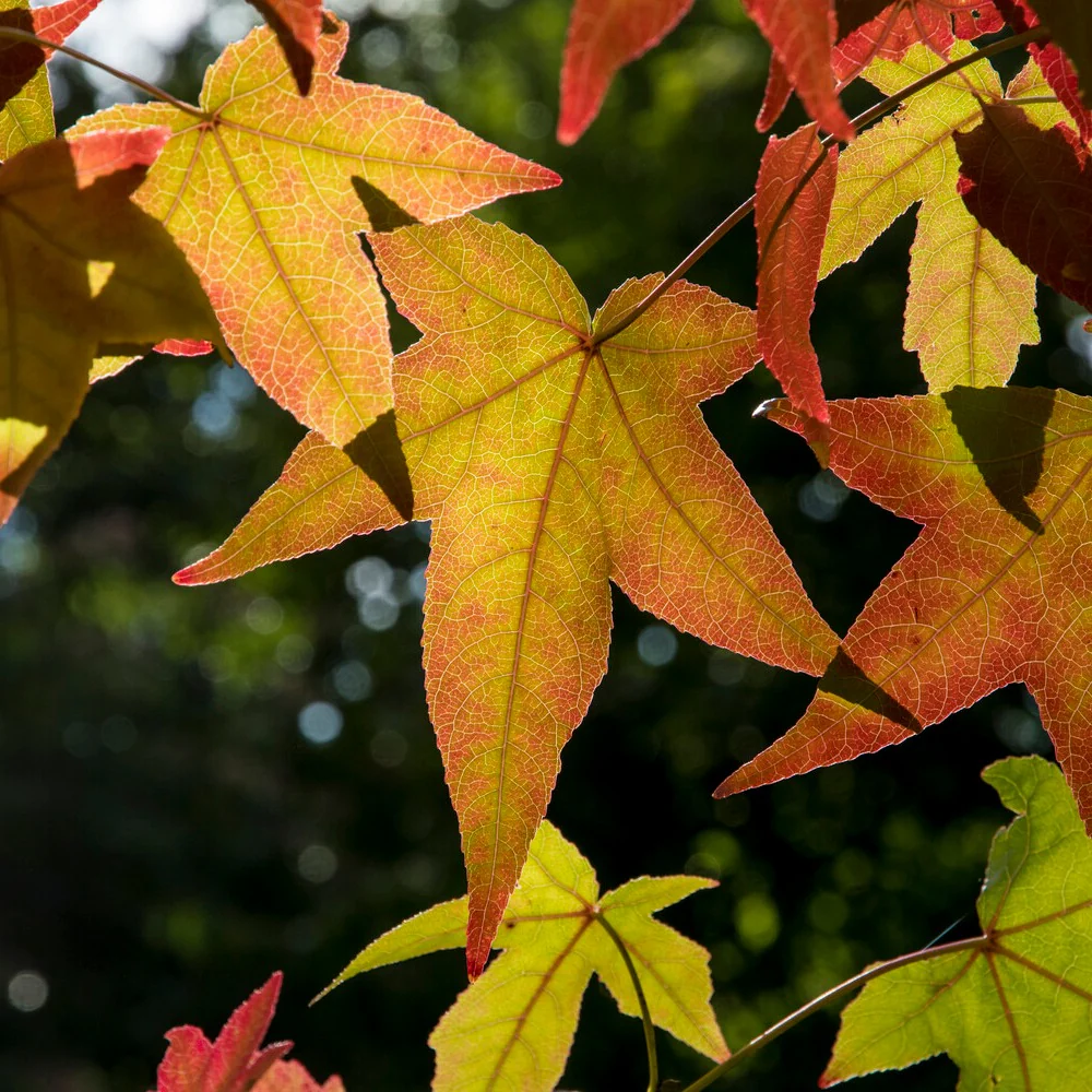Copalme d'Amérique - Liquidambar - Image 2