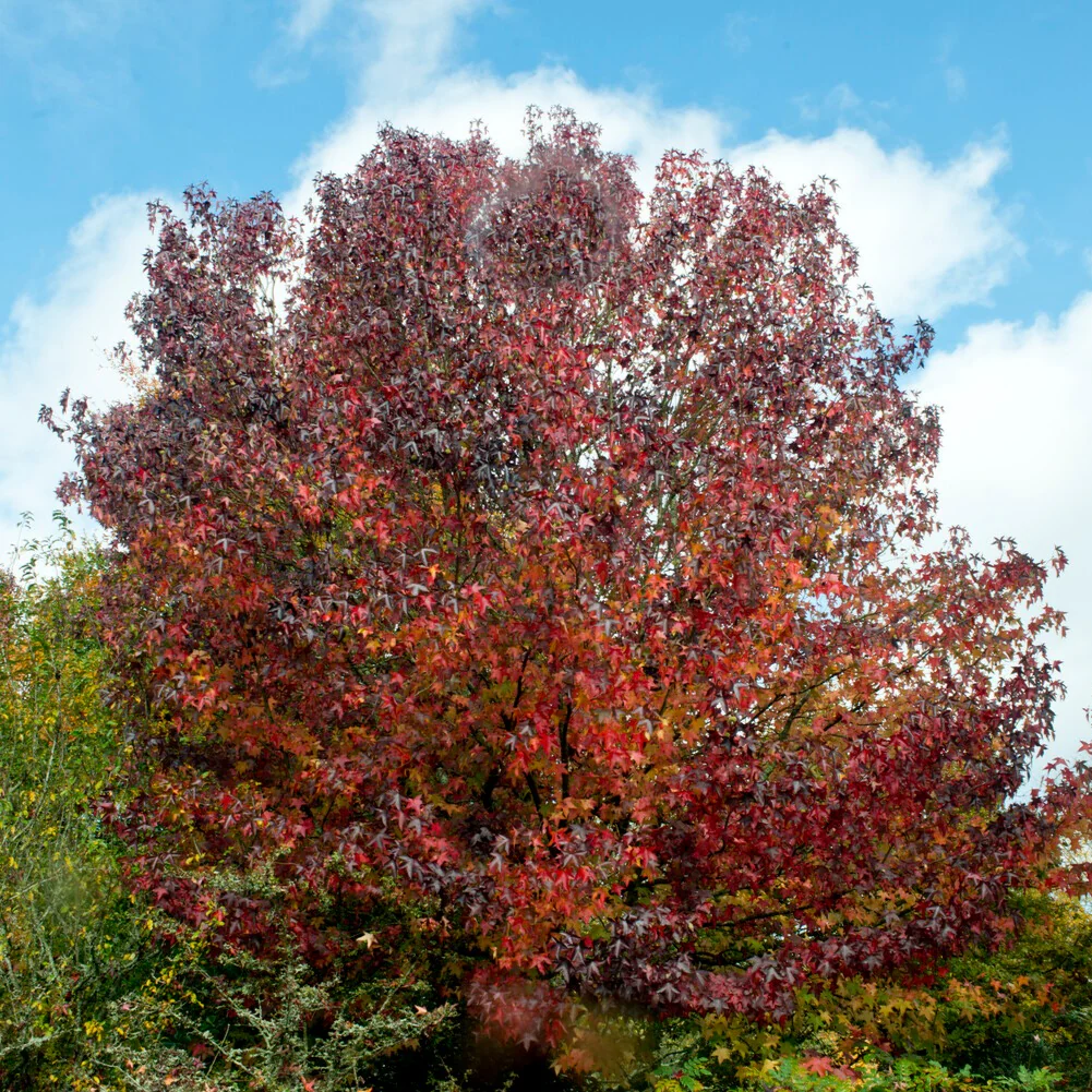 Copalme d'Amérique - Liquidambar - Image 3