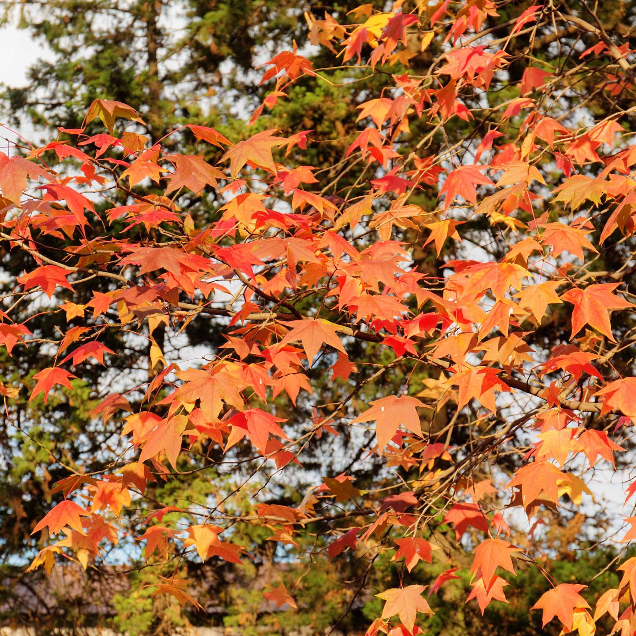 Copalme d'Amérique - Liquidambar - Image 4