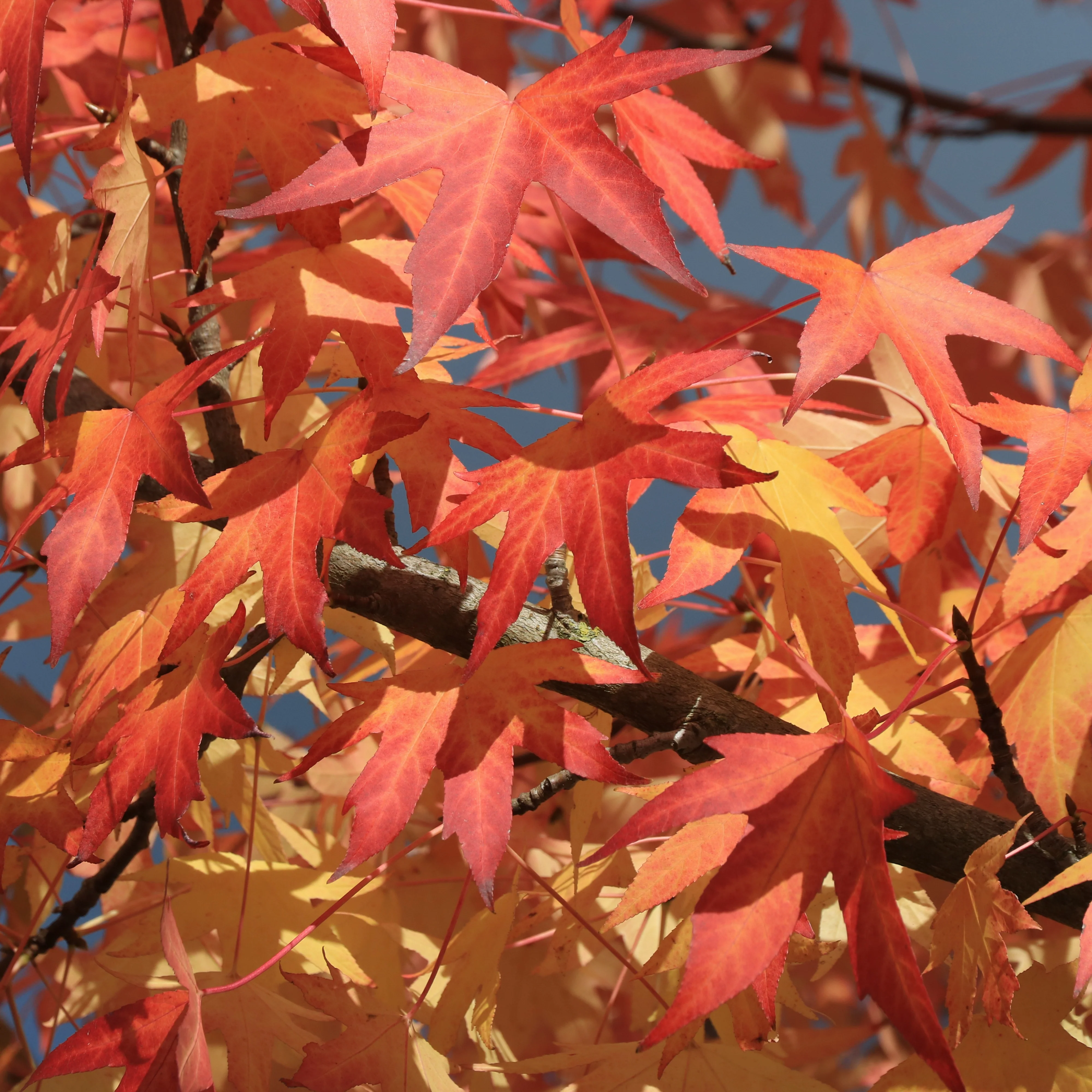 Copalme d'Amérique - Liquidambar - Image 5