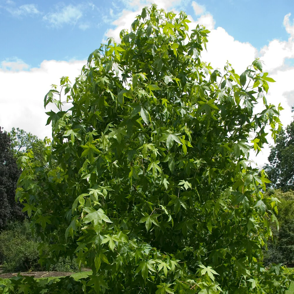 Copalme d'Amérique - Liquidambar - Image 6