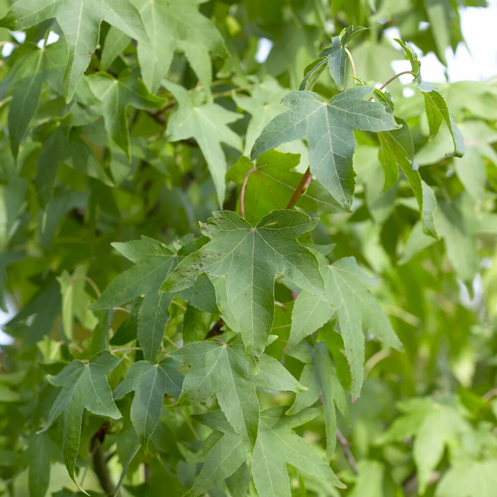 Copalme d'Amérique - Liquidambar - Image 7