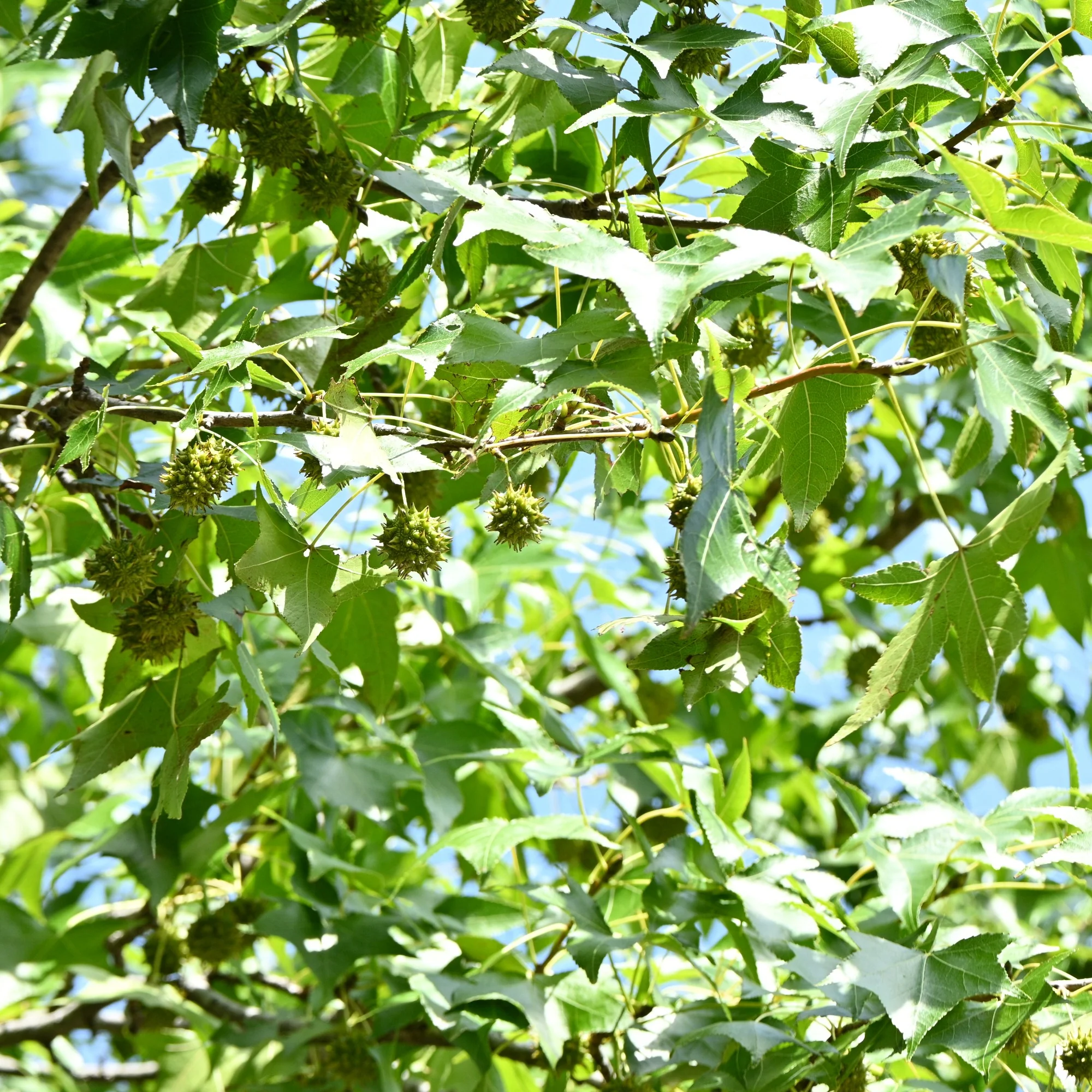 Copalme d'Amérique - Liquidambar - Image 8
