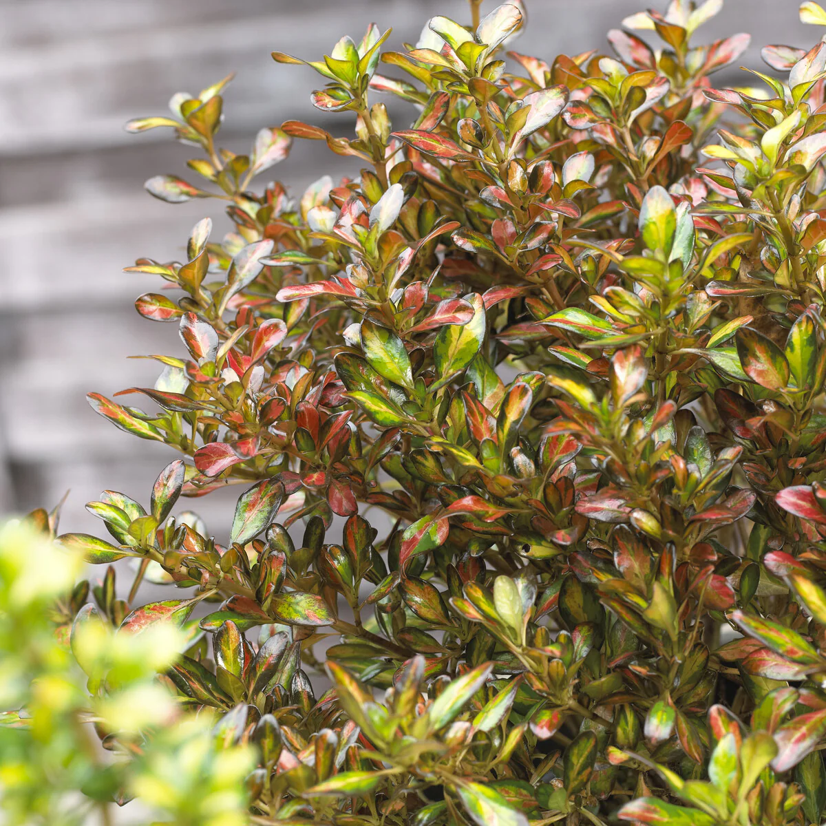Coprosma Evening Glow