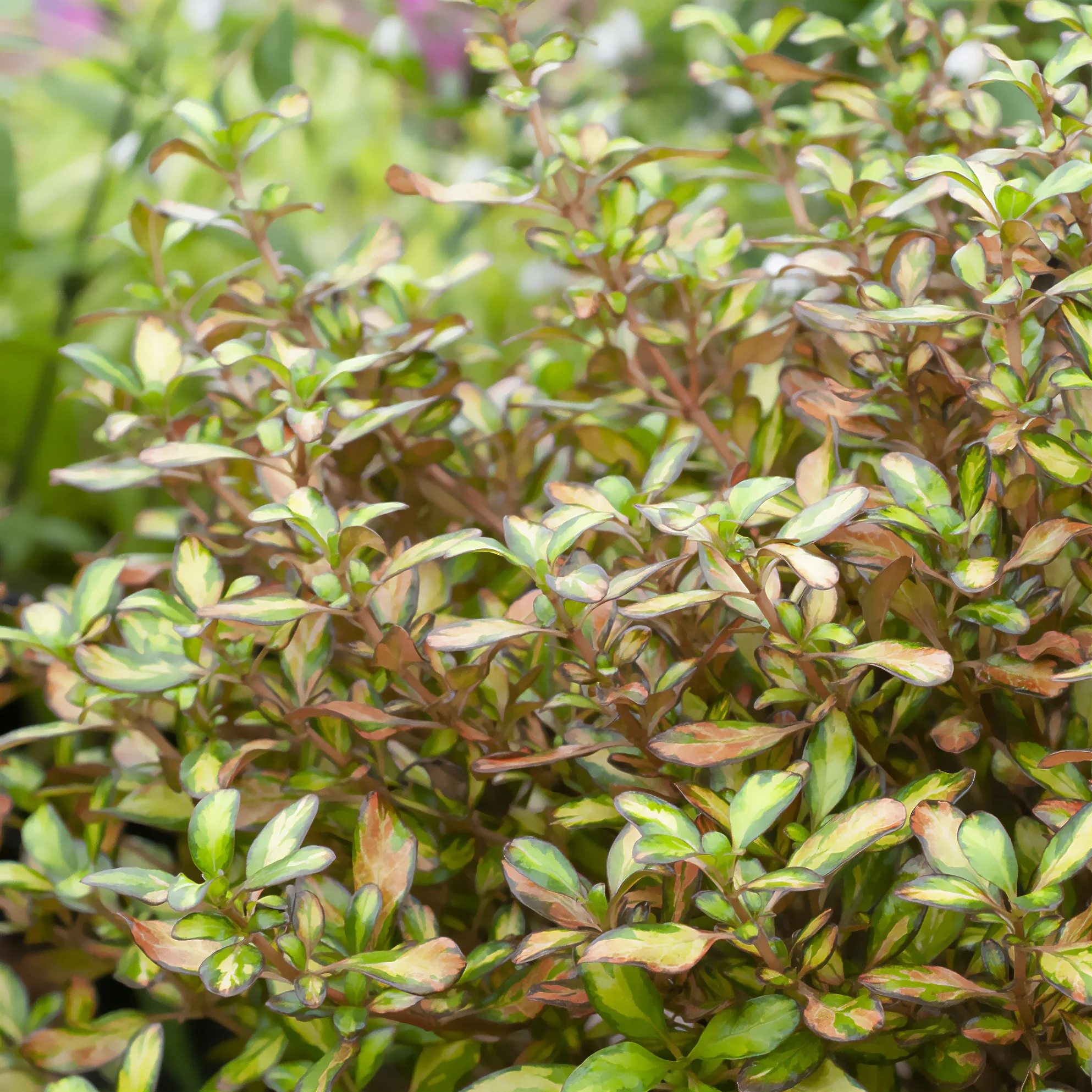 Coprosma Evening Glow - Image 2