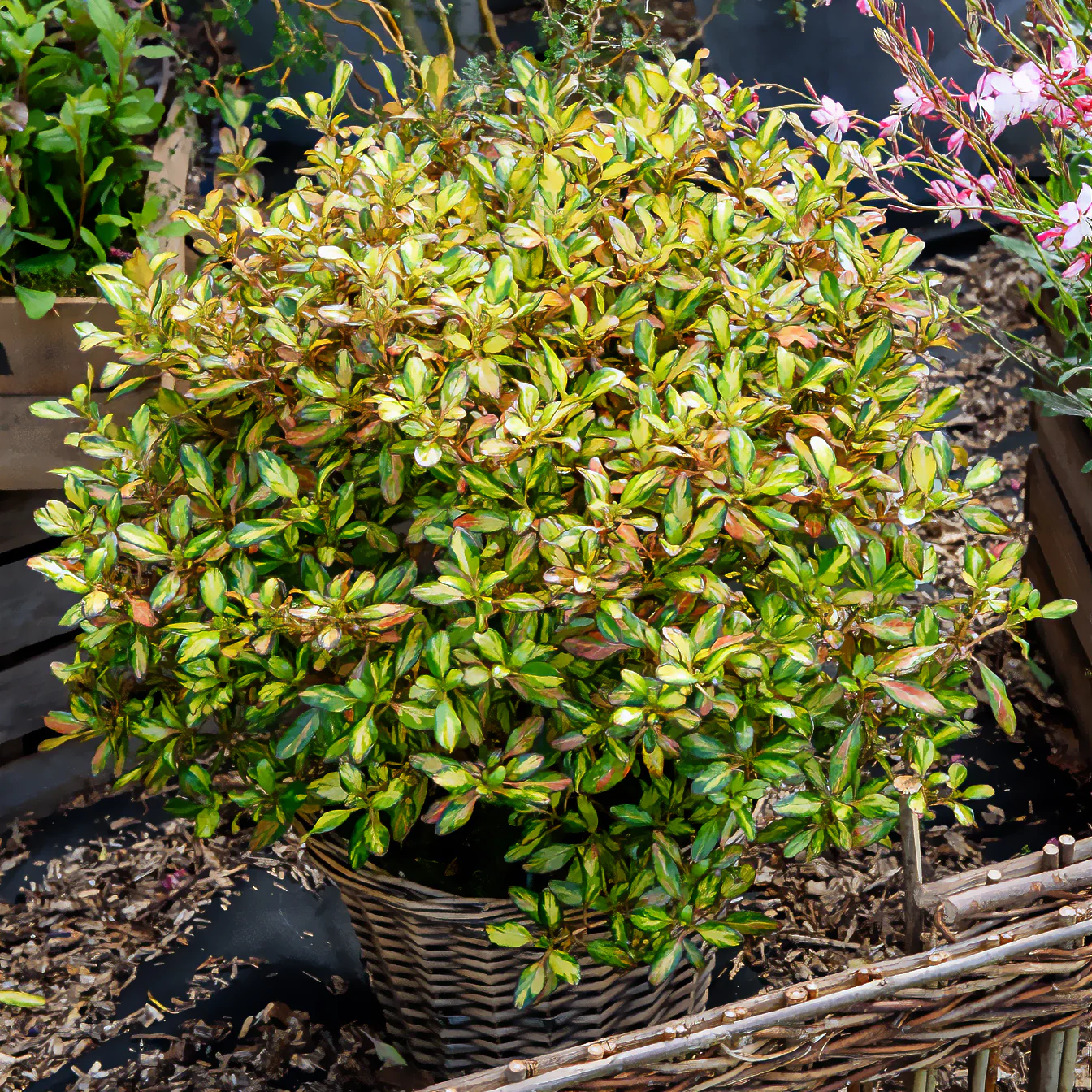 Coprosma Evening Glow - Image 3