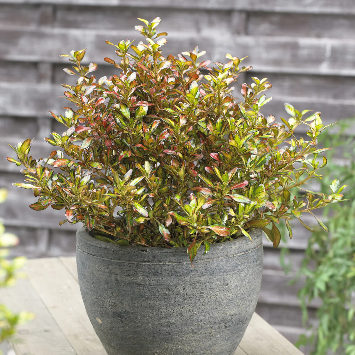 Coprosma Evening Glow - Image 4