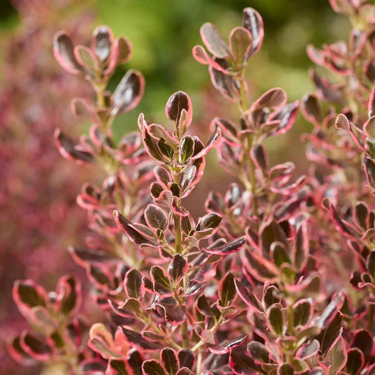 Coprosma repens Eclipse®