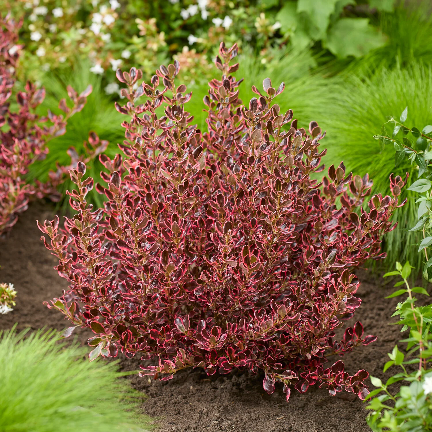 Coprosma repens Eclipse® - Image 2