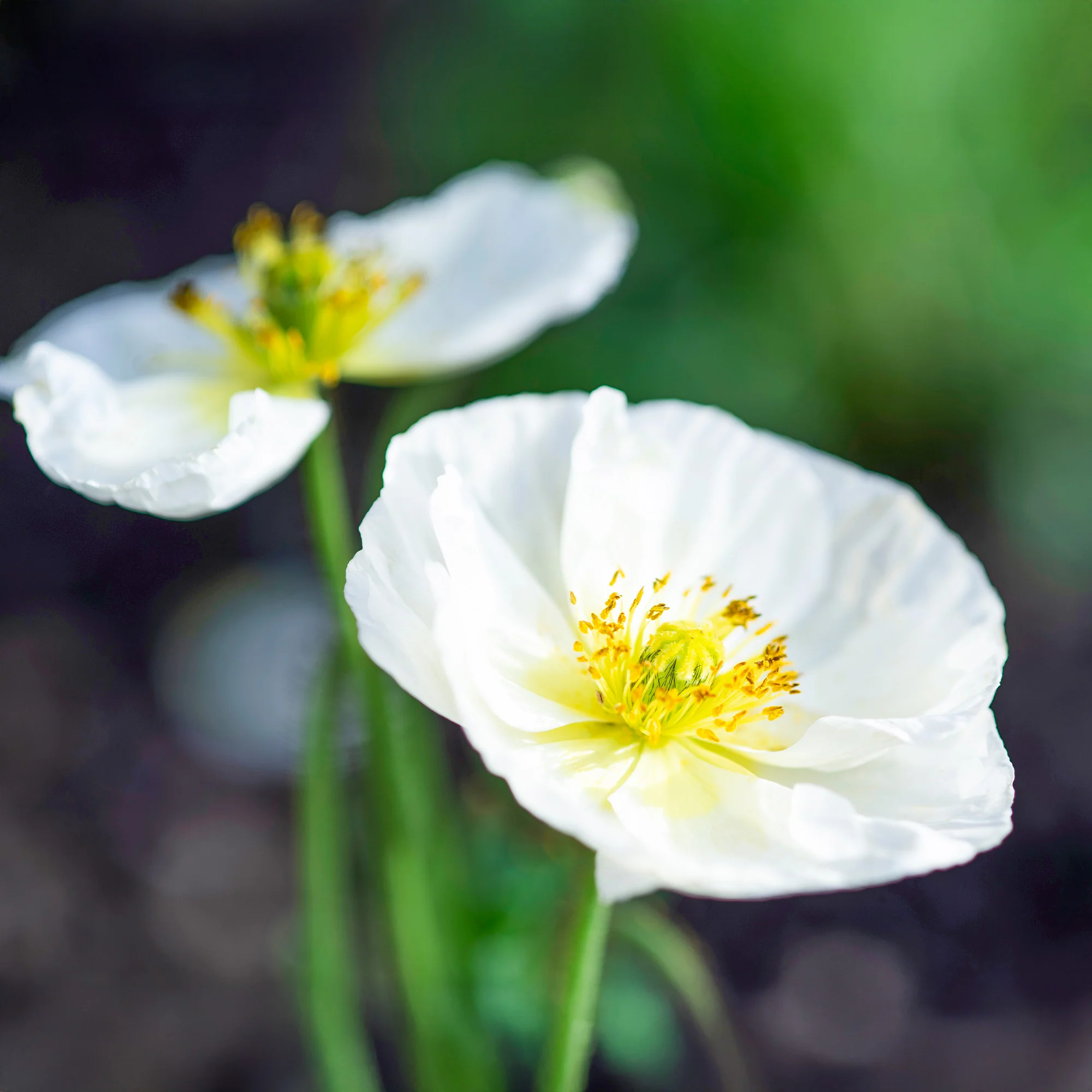 Coquelicot Bridal Silk - Image 3