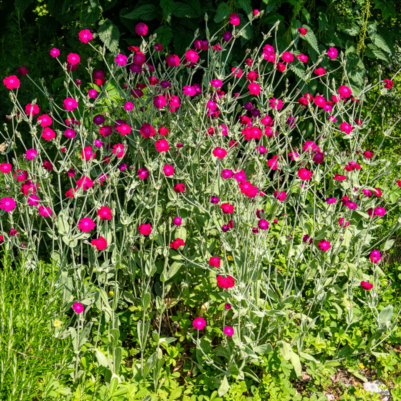 Coquelourde des jardins - Image 3