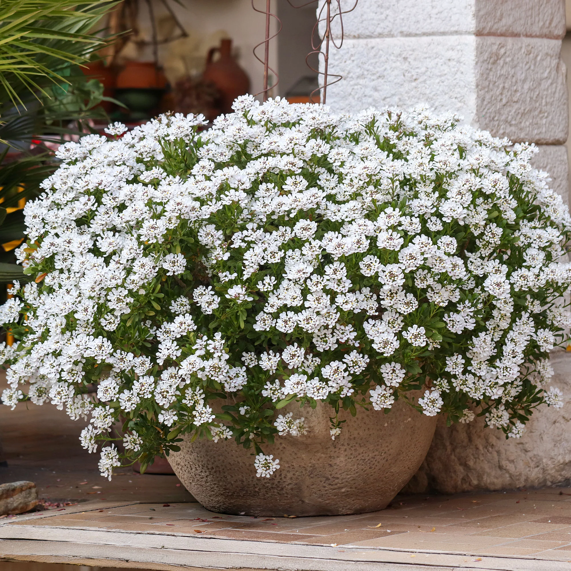 Corbeille d'argent Schneeflocke - Iberis