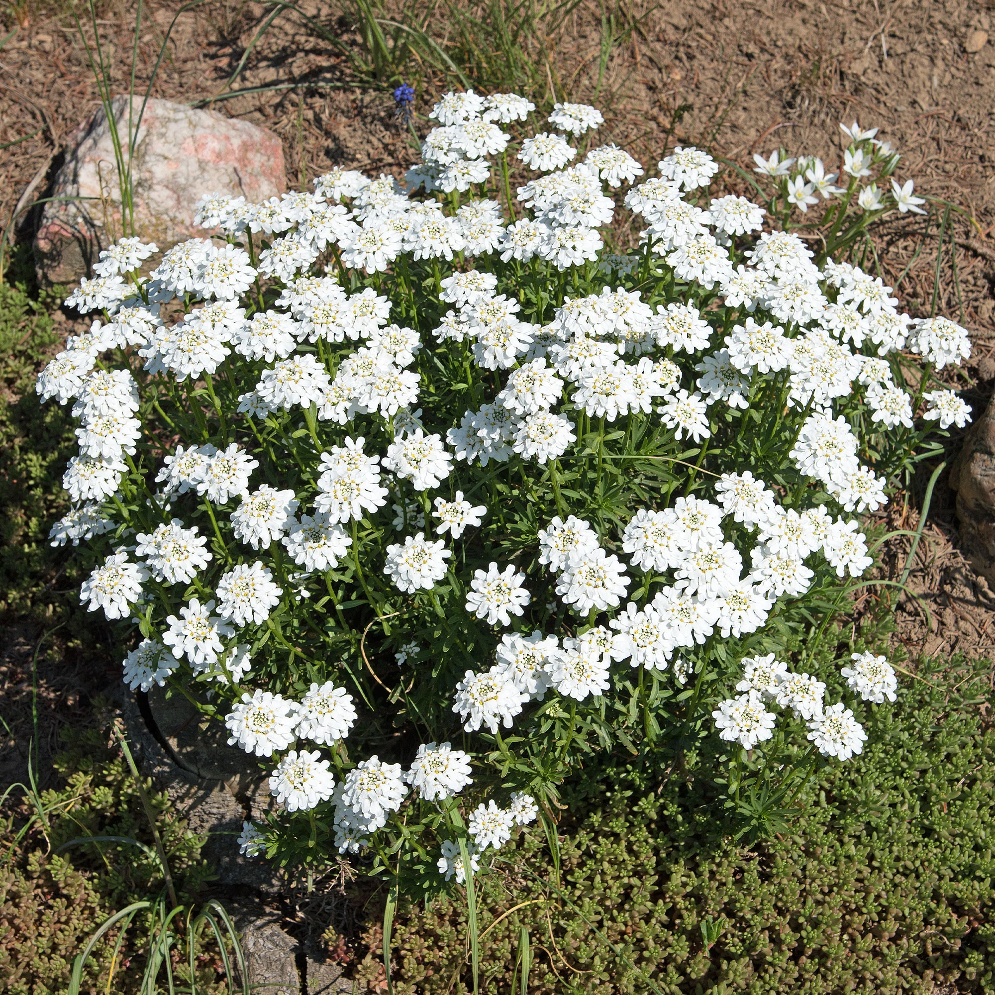 Corbeille d'argent Schneeflocke - Iberis - Image 3
