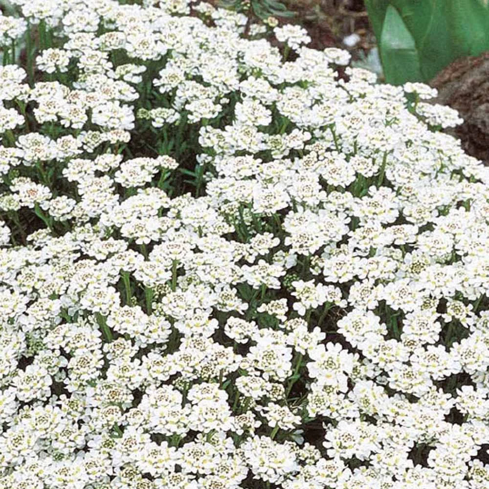 Corbeille d'argent vivace - Iberis