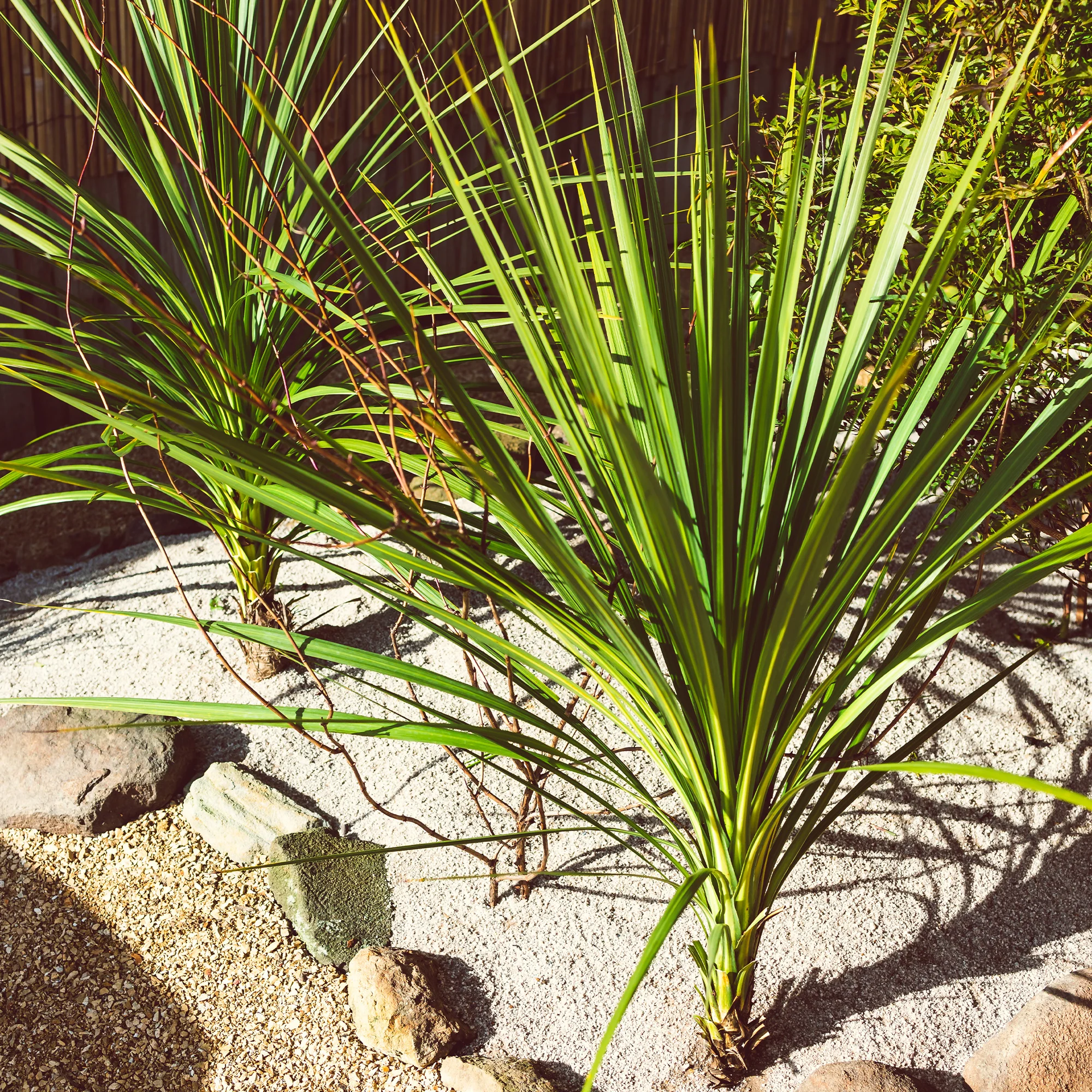Cordyline australe