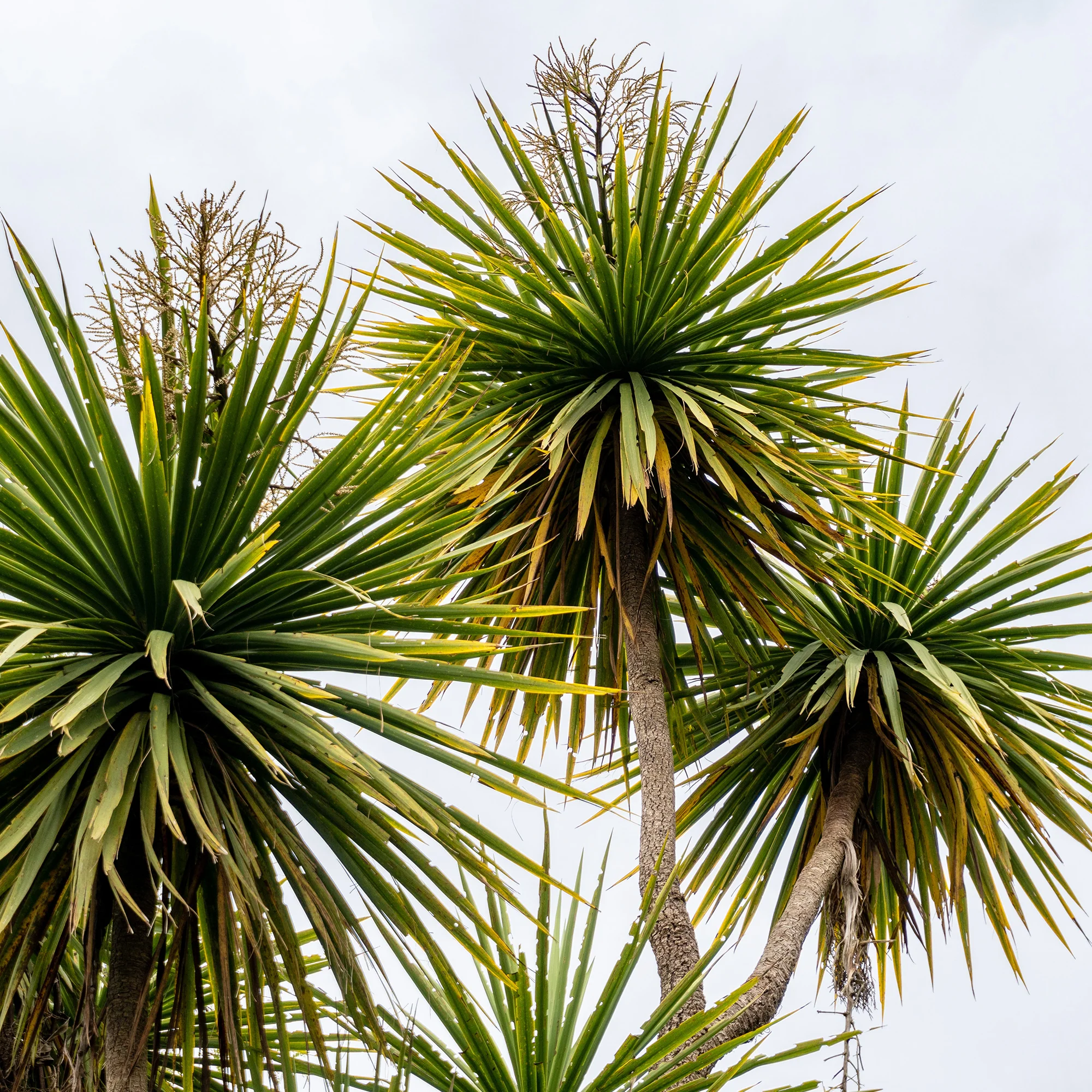 Cordyline australe - Image 2