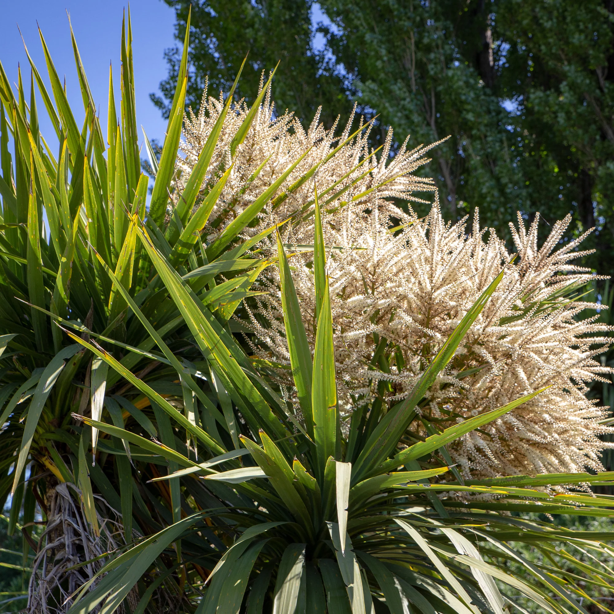 Cordyline australe - Image 3