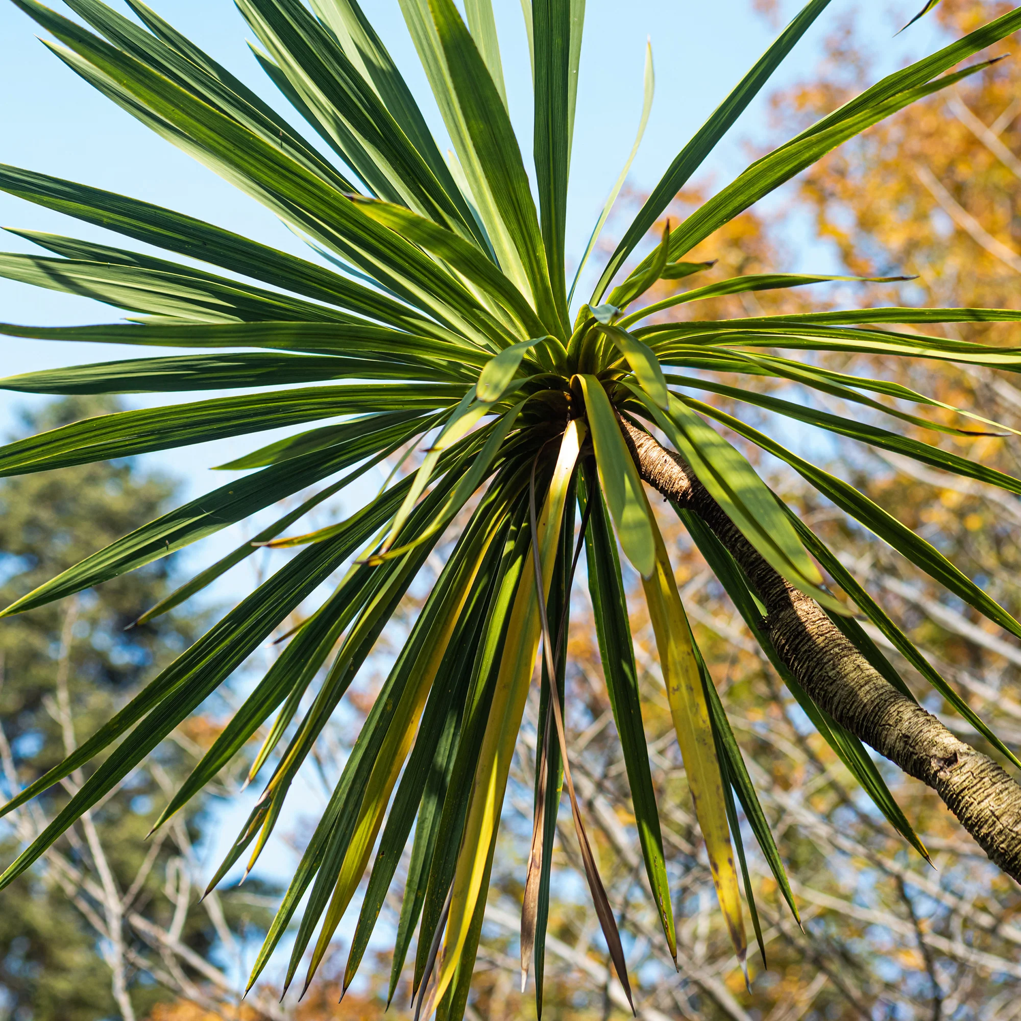 Cordyline australe - Image 4