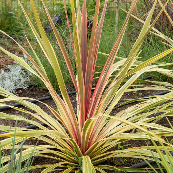 Cordyline australe Can Can®
