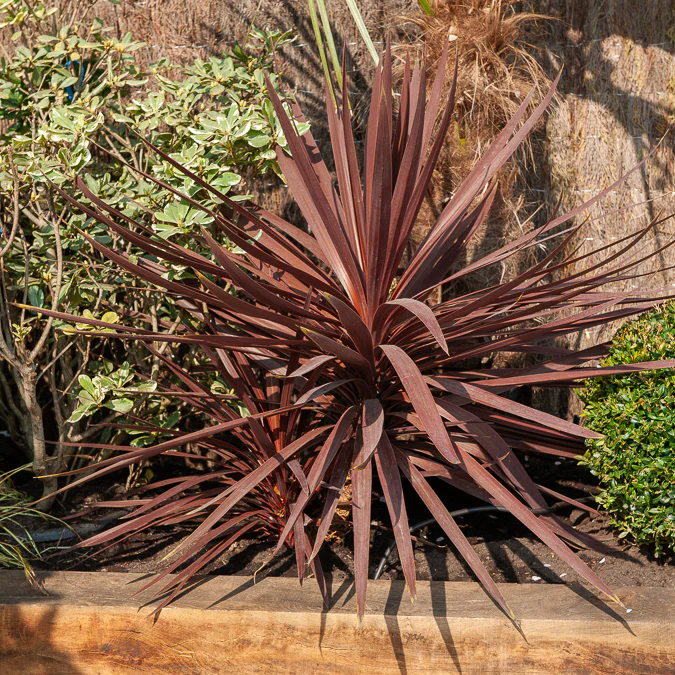 Cordyline australis Burgundy Spire®
