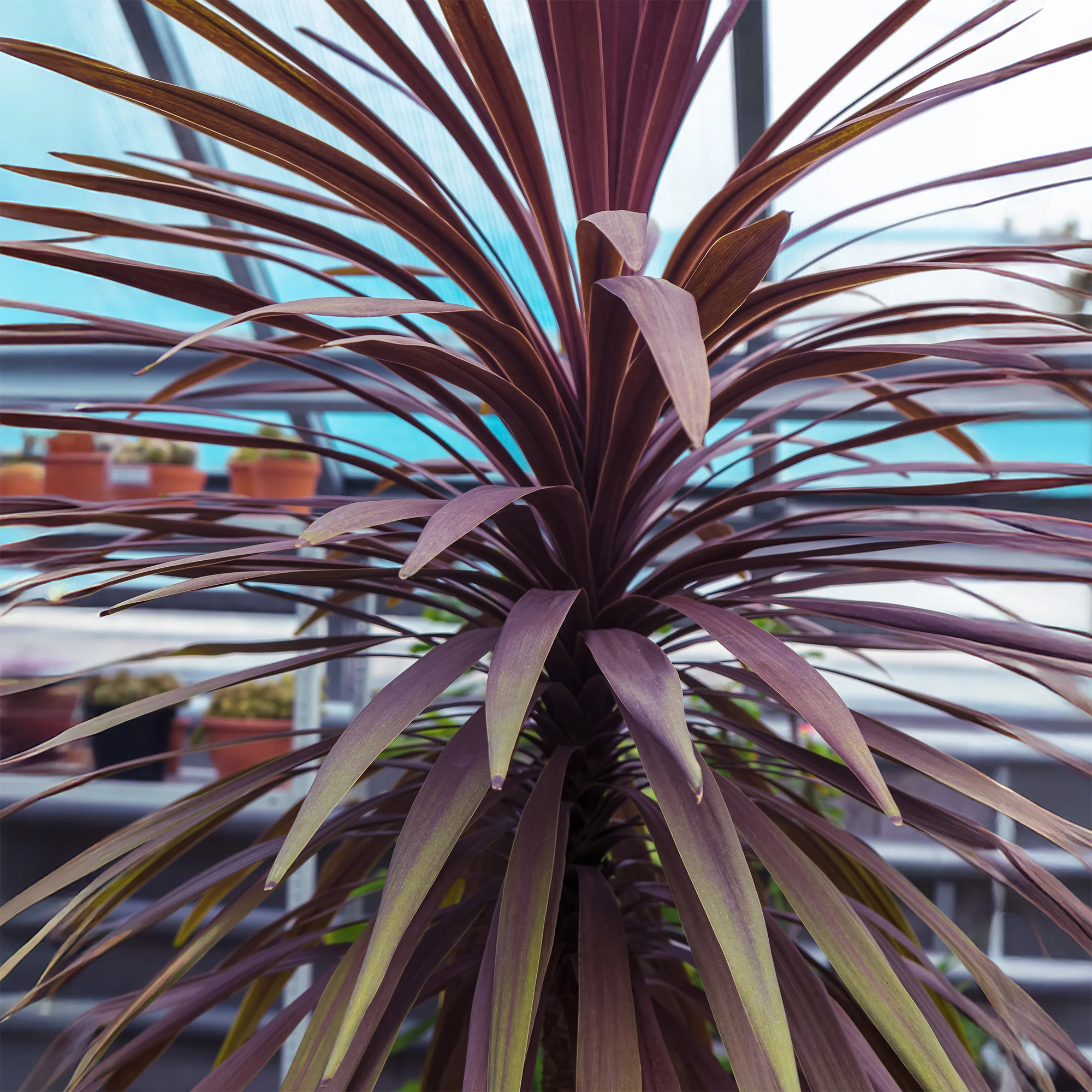 Cordyline australis Choc-Mint® - Image 2