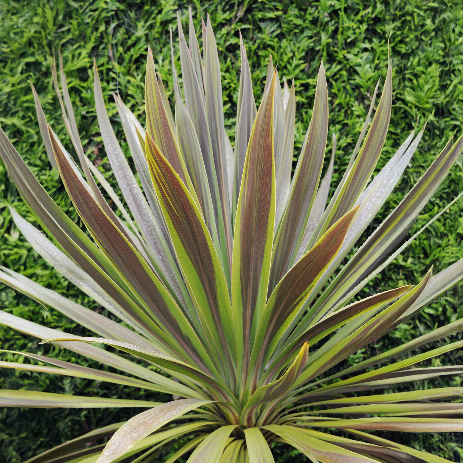 Cordyline australis Choc-Mint® - Image 3