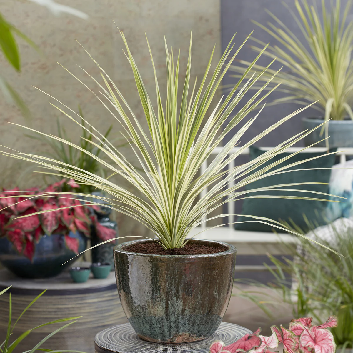 Cordyline australis Lime Passion®