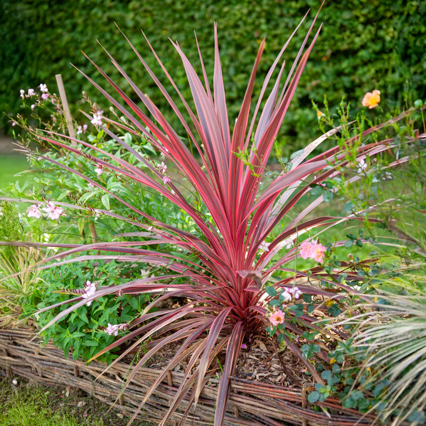 Cordyline australis Pink Passion® - Image 2