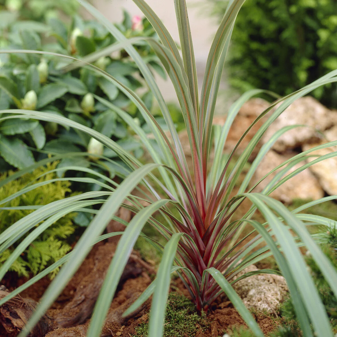 Cordyline australis Sundance®