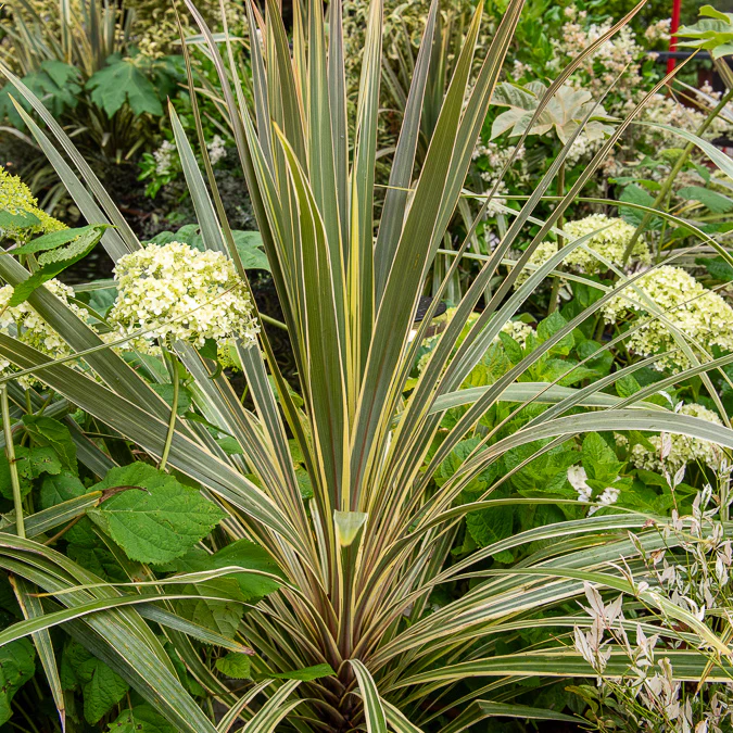 Cordyline australis Torbay Dazzler® - Image 2