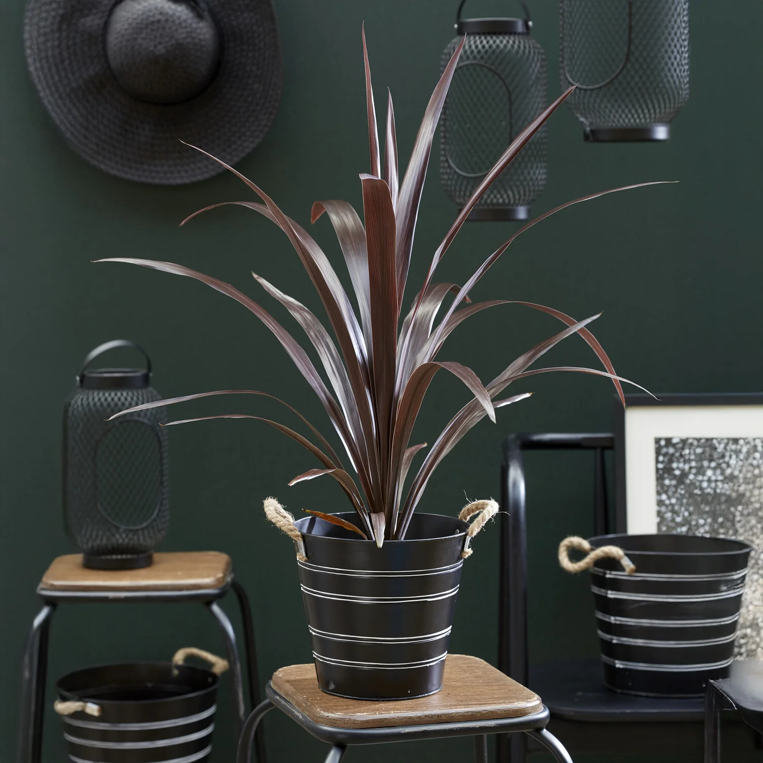 Cordyline obtecta Super Star ®