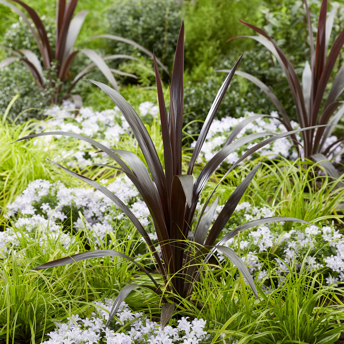 Cordyline obtecta Super Star ® - Image 2