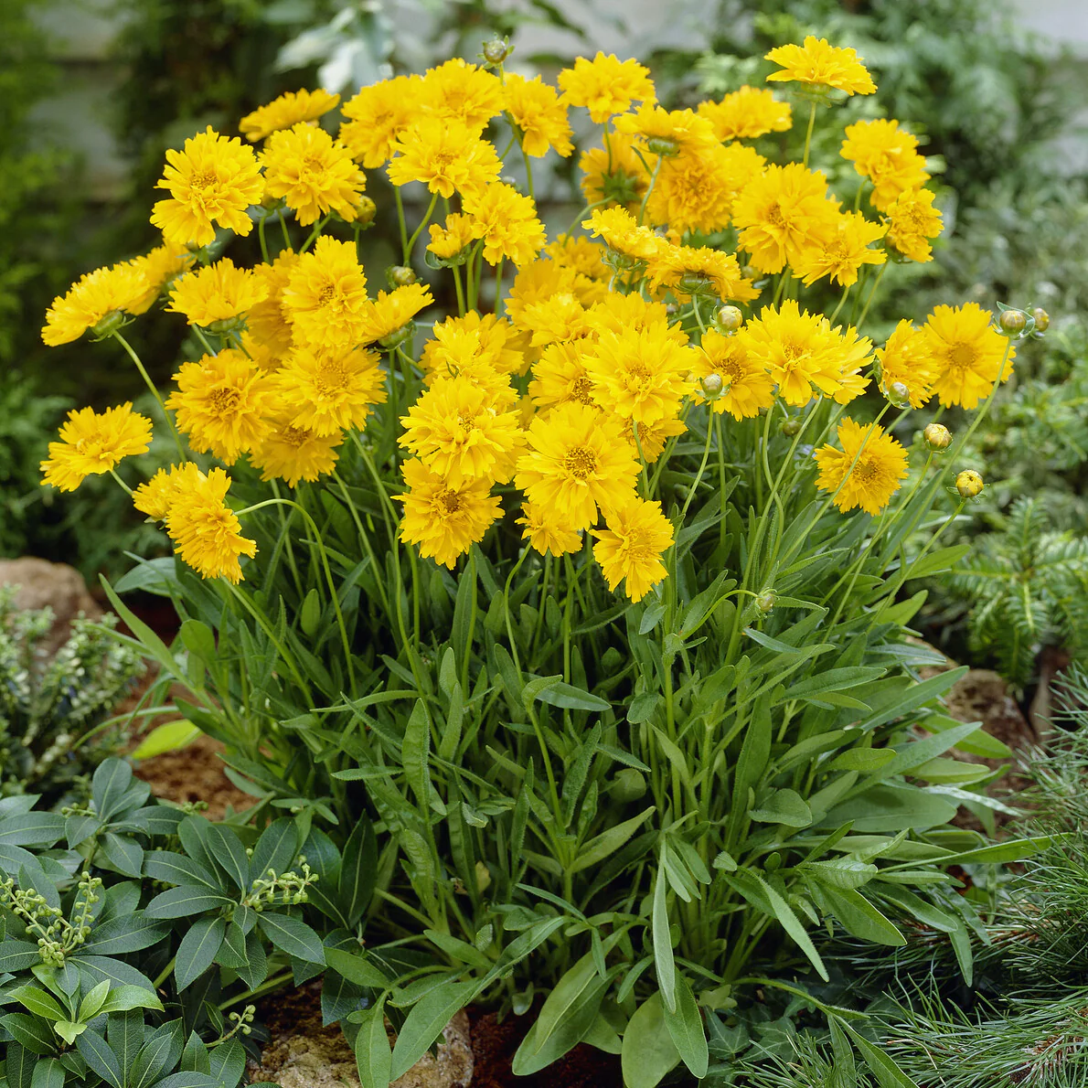 Coreopsis à grandes fleurs Early Sunrise