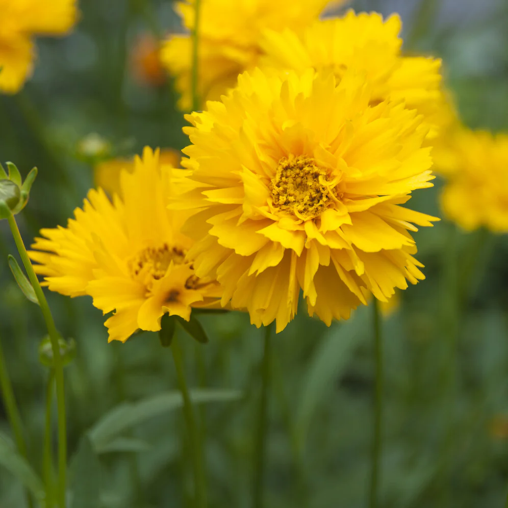 Coreopsis à grandes fleurs Early Sunrise - Image 2