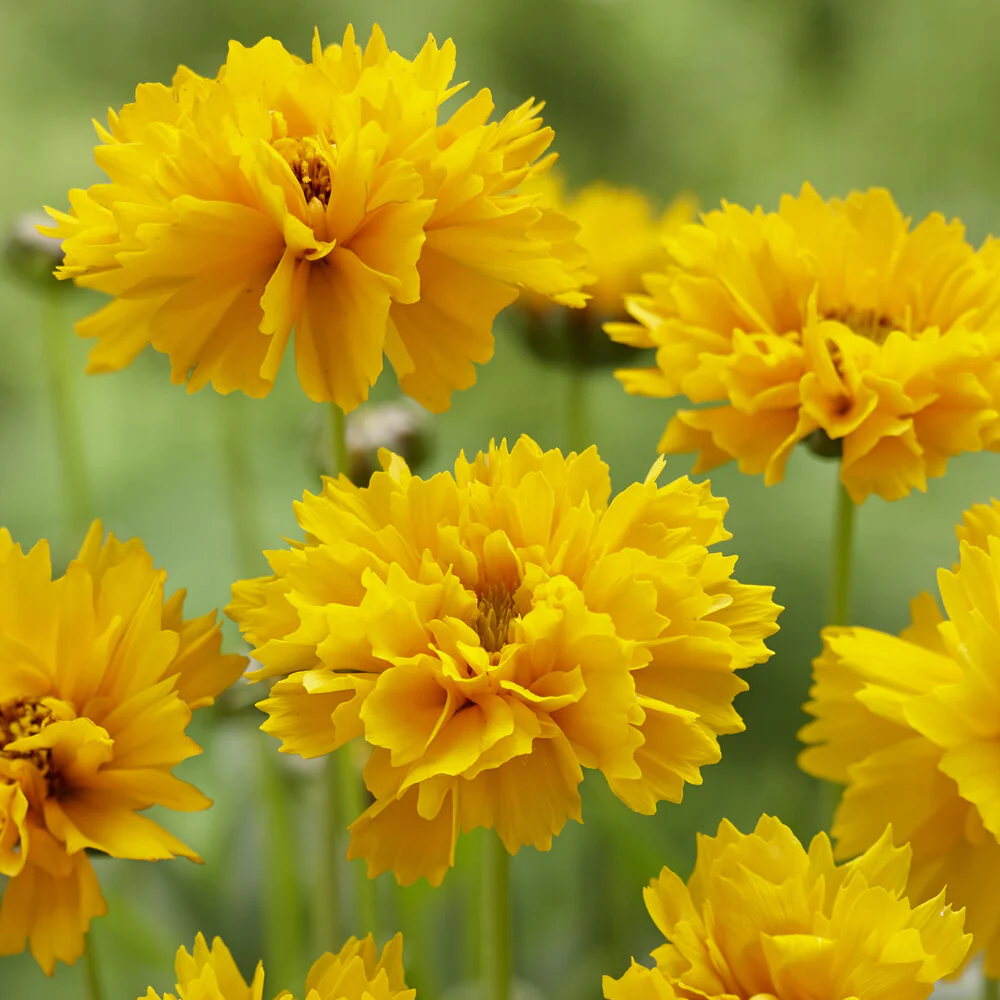 Coreopsis à grandes fleurs Early Sunrise - Image 3