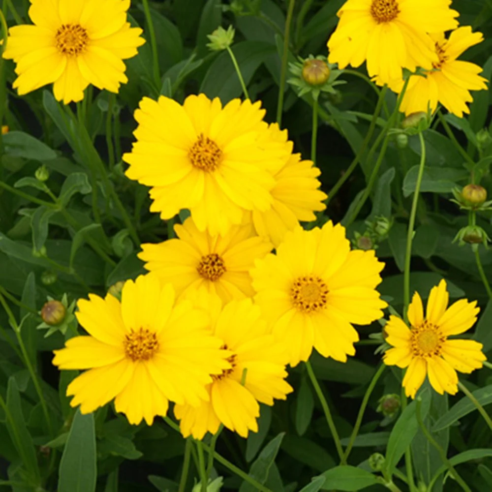 Coreopsis grandiflora Etoile d'Or