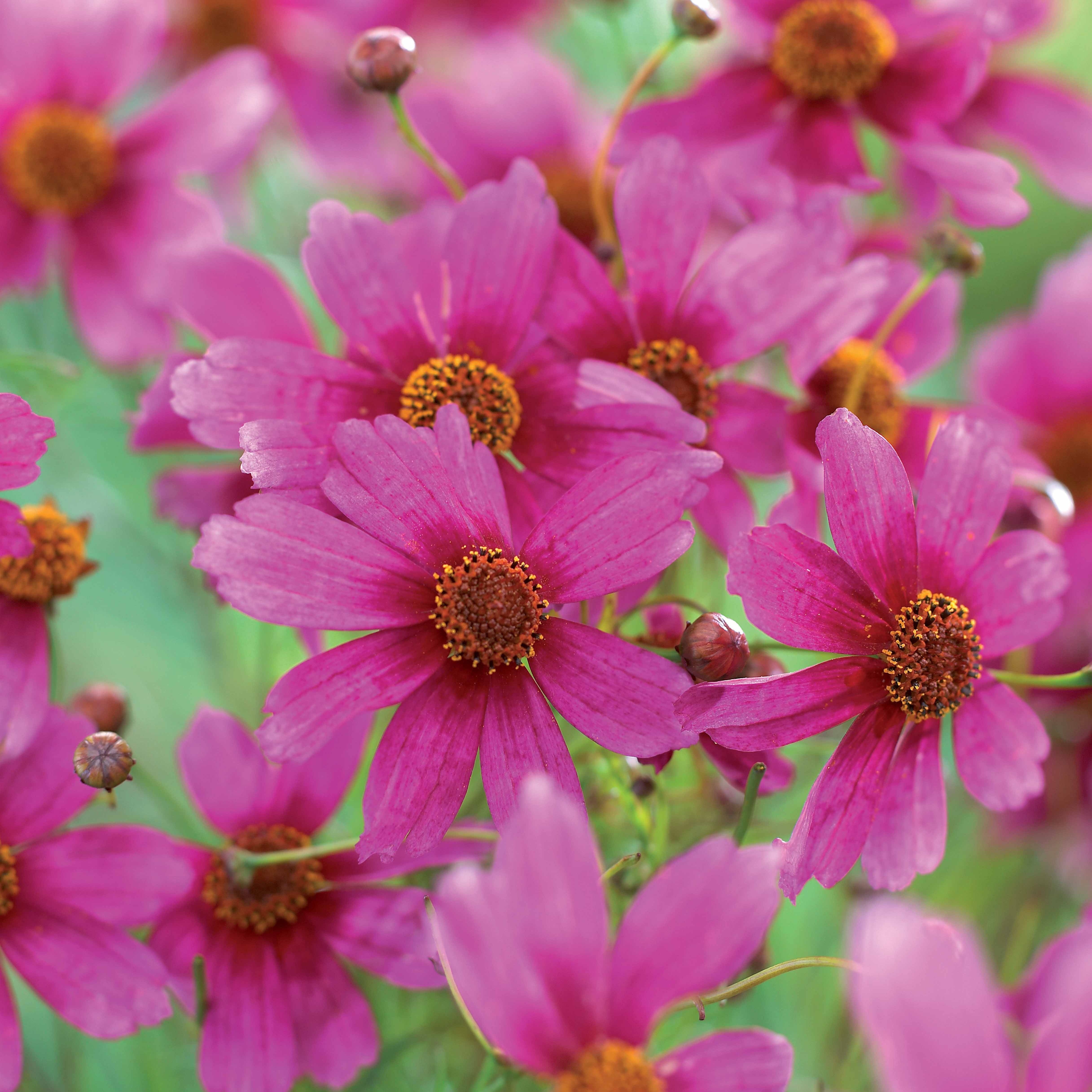 Coreopsis rose Heaven's gate