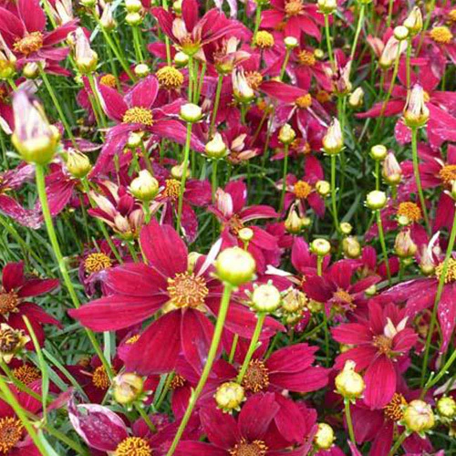 Coreopsis verticillé Red Satin
