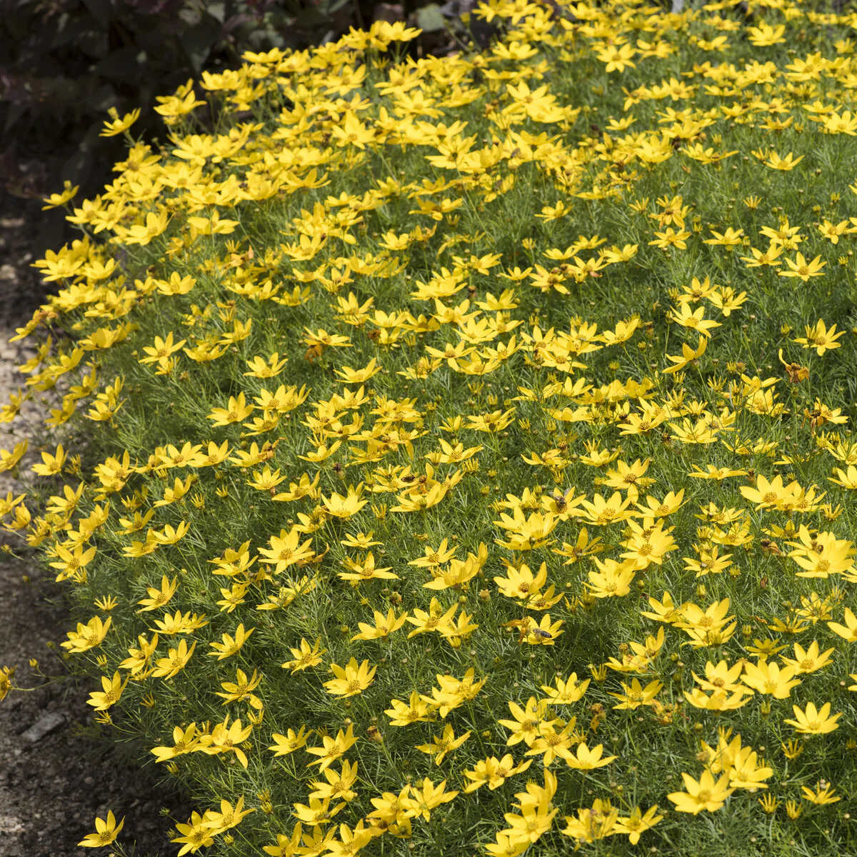 Coreopsis verticillé Zagreb