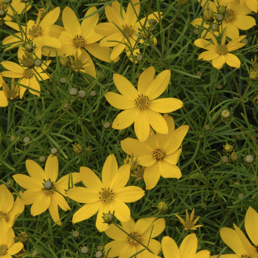 Coreopsis verticillé Zagreb - Image 3