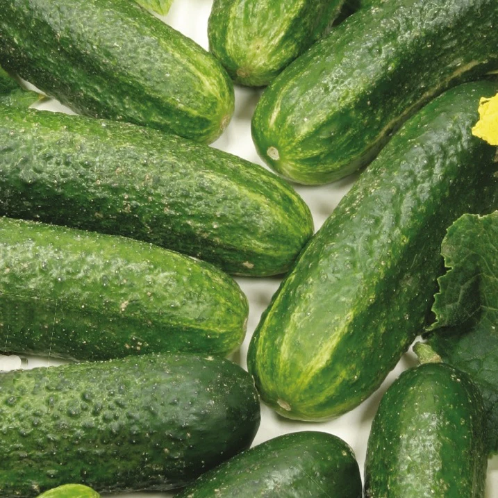 Cornichon Diamant F1 Bio